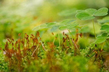 Close-up view of lush green moss and delicate clover leaves creating a vibrant natural landscape, showcasing the beauty of nature