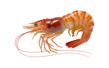 Realistic 3 D shrimp with glossy orange and transparent background white segmented body on black
