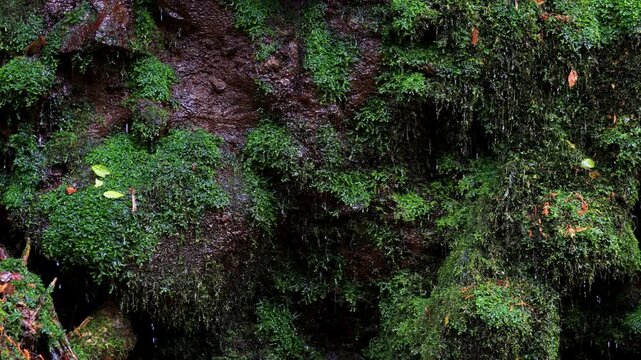 湧き水がしたたり落ちる苔むした岩2