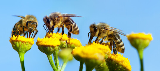 bee or honeybee in latin Apis Mellifera three on flower