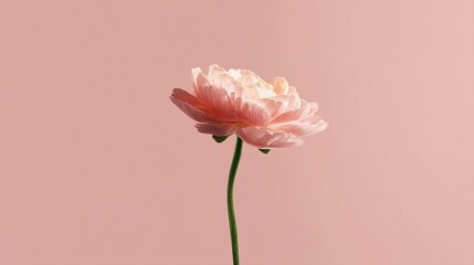 A delicate single flower with soft pink petals stands out against a plain pastel pink background,