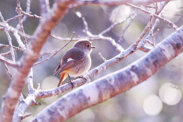 桜の木に止まるジョウビタキの雌