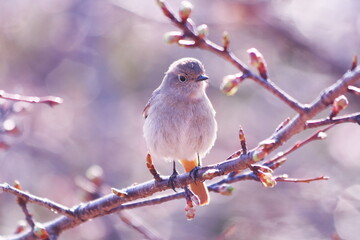 桜の木に止まるジョウビタキの雌