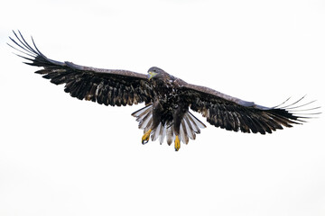 White-tailed eagle wingspan in the sky, eagle isolated on white background