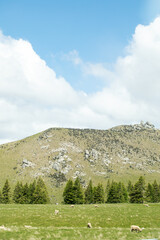 Fototapeta premium Tranquil mountain landscape with lush pine forest and blue sky