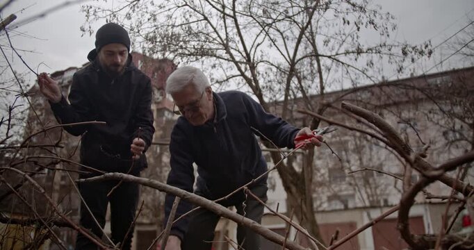 An experienced senior man demonstrates pruning techniques to a younger man in an outdoor garden, highlighting inter generational knowledge transfer and shared work.