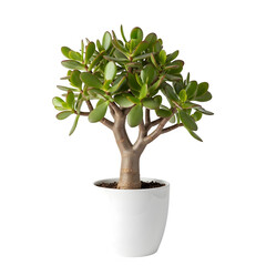 Jade plant in white pot isolated on transparent background