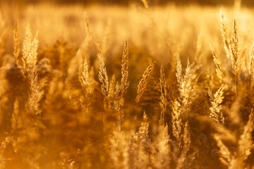 Fototapeta premium Golden grass swaying gently in the warm sunlight, creating a serene and tranquil atmosphere in a natural landscape