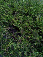 A dark, close-up view of a dense, untamed bush or shrub, showing a mass of spindly branches and small, deep green leaves with dark shadows underneath.