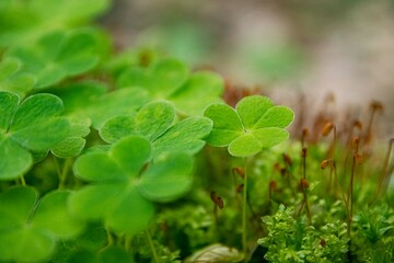 Lush green clovers growing in a vibrant natural setting, showcasing the beauty of nature and the essence of growth and renewal