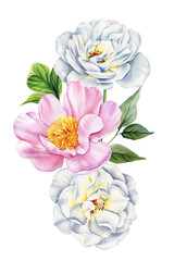 White and pink peonies in elegant watercolor botanical illustration for spring floral decor