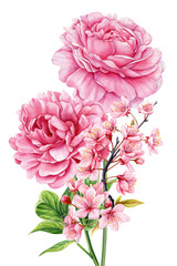 Pink peonies with cherry blossoms in delicate watercolor botanical illustration for spring floral decor