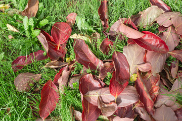 The fallen leaves in autumn park at sunny weather