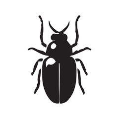 black beetle isolated on white background