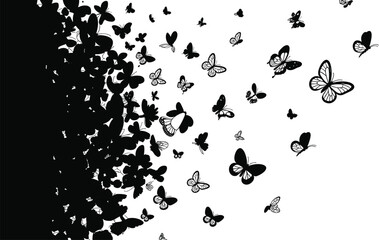Abstract swarm of flying black butterfly silhouettes dispersing from a dense group isolated on white background, nature vector illustration for spring banner or wall art design