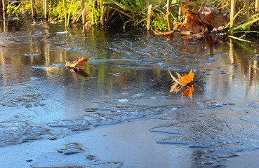 Zugefrorener Teich mit Laub im Spätherbst