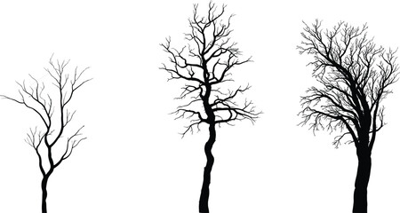 Set of three dry leafless tree silhouettes with bare branches isolated on white background, black nature vector illustration for scary Halloween or winter forest landscape design
