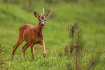 Chevreuil dans la forêt