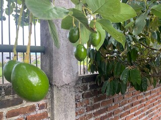 green apple on the tree