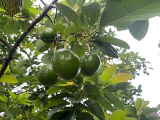 figs on tree
