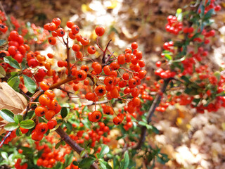 bright orange berries of pyracantha bush. Autumn season in Slovenia.