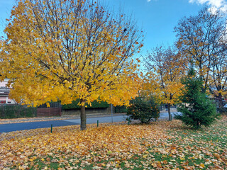 yellow maple tree and fallen yellow leaves. Autumn season. Street. Maribor. Slovenia.