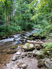 Green forest on Pohorje mountain. River Lobnica. Landscape of Slovenia.