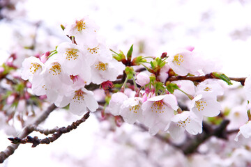 富士市の大石寺の桜