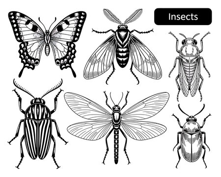 Collection of engraved style insects including butterfly beetle and fly