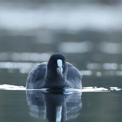 Foulque macroule sur l'eau
