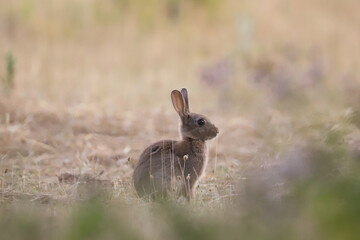 Lapin dans un champ