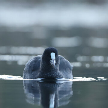 Foulque macroule sur l'eau