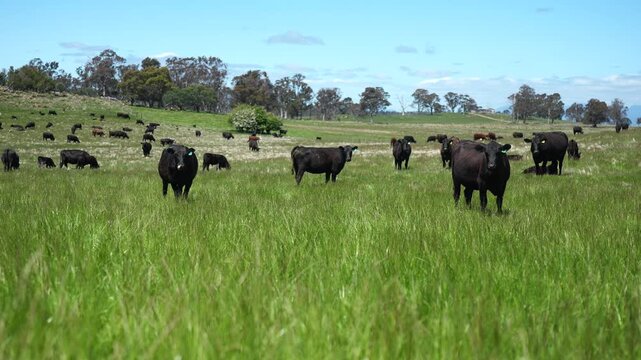 Australian wagyu cows grazing in a field on pasture. close up of a black angus cow eating grass in a paddock in springtime in tasmania australia	
