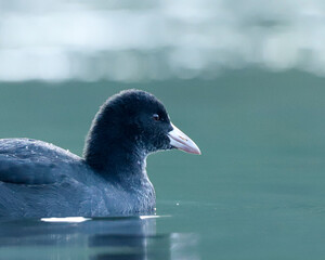 Portrait de foulque macroule juv&eacute;nile sur l'eau
