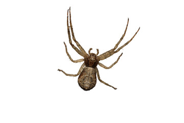 xysticus kochi spider macro photo	