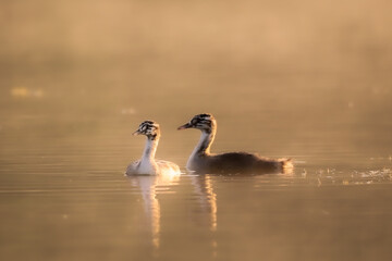 Deux grèbe huppées juvénile sur l'eau au lever du soleil