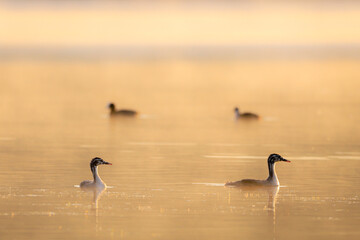 Deux gr&egrave;be hupp&eacute;es juv&eacute;nile sur l'eau au lever du soleil