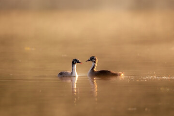 Deux gr&egrave;be hupp&eacute;es juv&eacute;nile sur l'eau au lever du soleil
