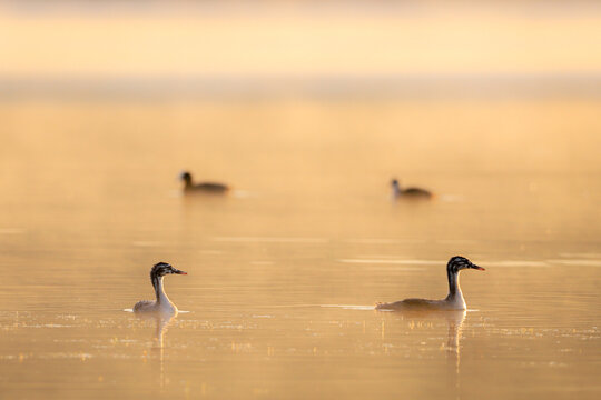 Deux gr&egrave;be hupp&eacute;es juv&eacute;nile sur l'eau au lever du soleil