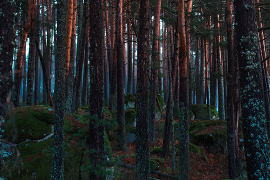 Un bosque en oto&ntilde;o al amanecer