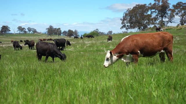 Close up of a red cow grazing on pasture in a field on a farm with the sun setting below	
