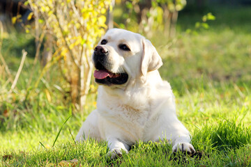 a yellow labrador retriever portrait close up