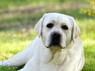 a yellow labrador retriever portrait close up