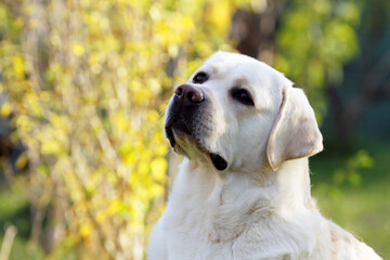 a yellow labrador retriever portrait close up