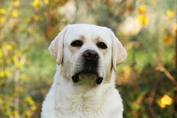 a yellow labrador retriever portrait close up