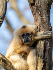 Gibbon