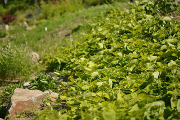Aristolochia manshuriensis, an East Asian deciduous woody vine climbing up to 10m in mountain valleys. Photographed in Korea.