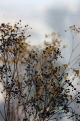 reeds in the morning