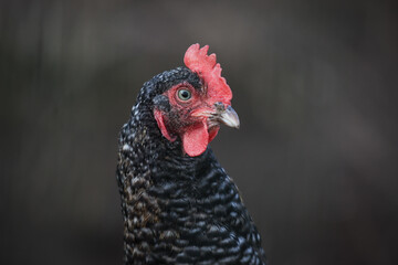 Black and white speckled hen with vibrant red comb against a blurred dark background