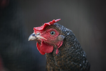 Close-up of a black chicken with vibrant red comb and striking blue eye in natural setting